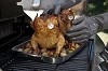 Charcoal Companion Poultry Roasting Set